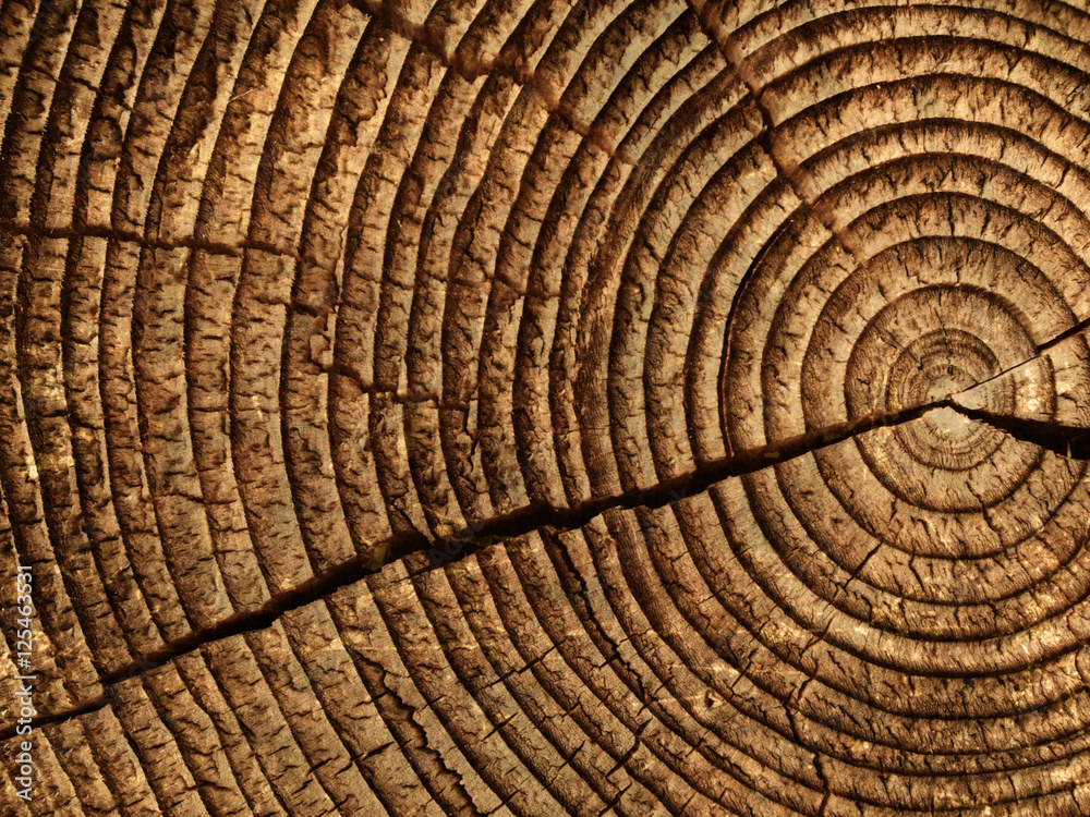 Fototapeta premium wood logs texture background of aged annual rings