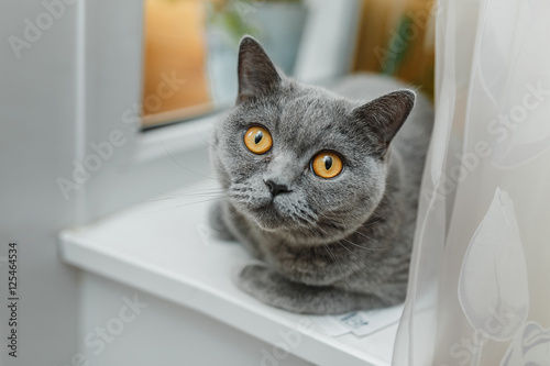 Portrait of gray shorthair British cat with bright yellow surprised eyes in home interior