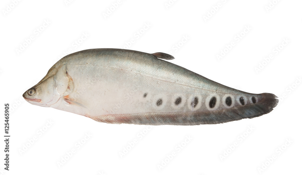 Obraz premium Spotted knifefish or chitala ornata isolated on white background