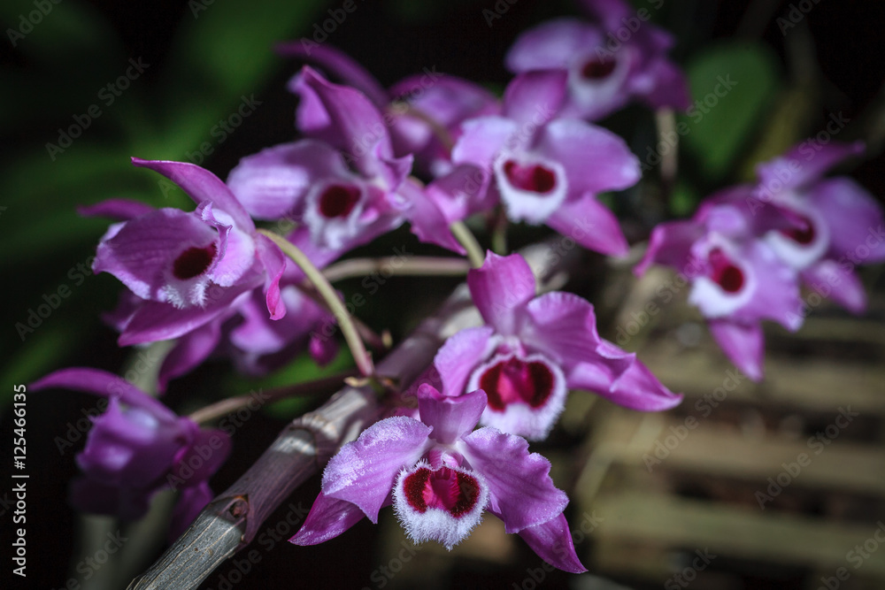 Obraz premium Orchid