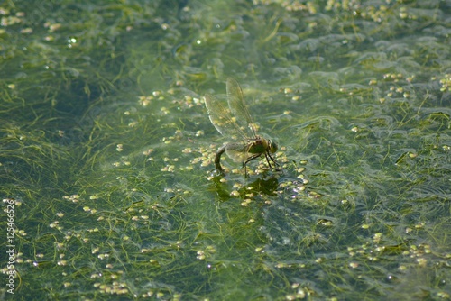 Libellule sur l'eau