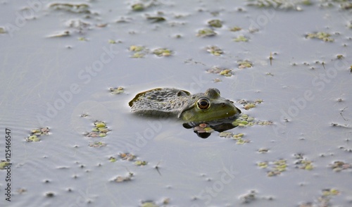 Grenouille