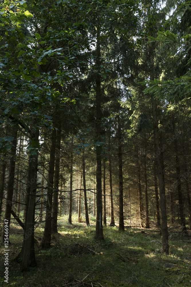 Obraz premium Sunlight in the woods of Boeslunde