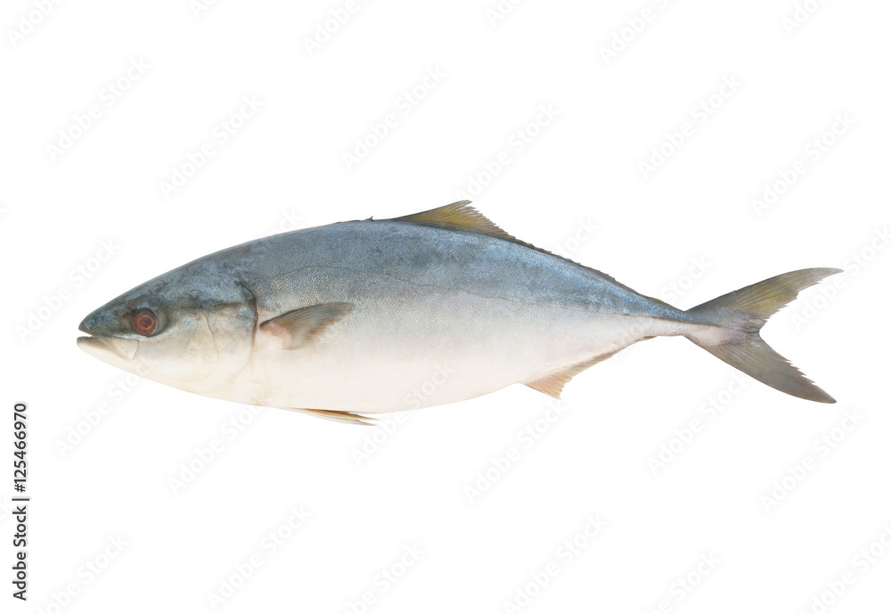 Yellowtail amberjack fish isolated on white background Yellowtail amberjack fish isolated on white background