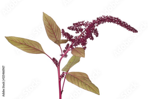 Obraz na płótnie Twig with amaranth flowers