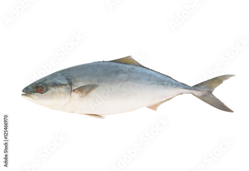 Yellowtail amberjack fish isolated on white background