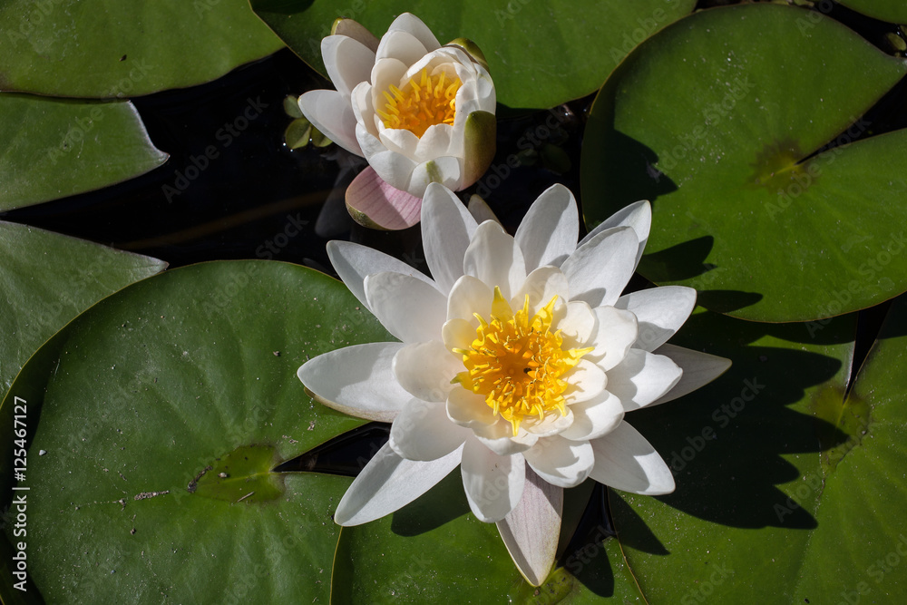 The white lotus flower on green leaf background