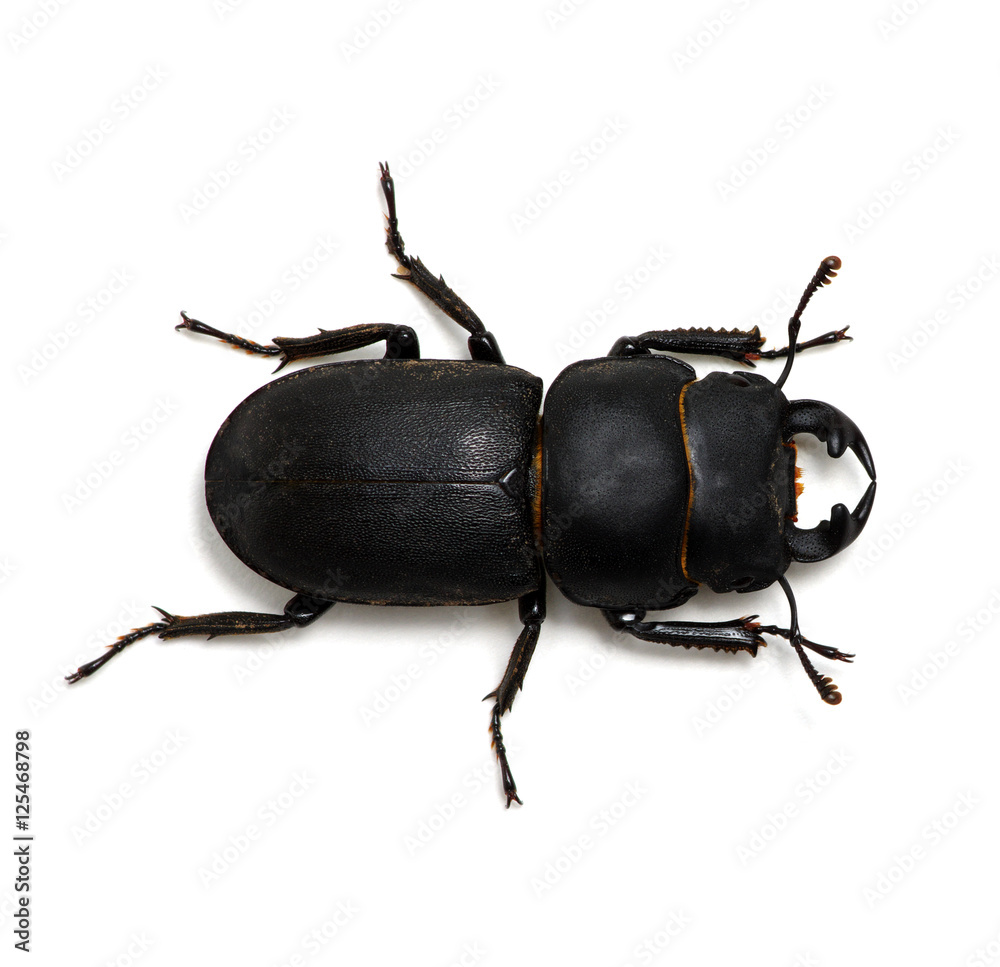 black beetle on white Stock Photo Adobe Stock