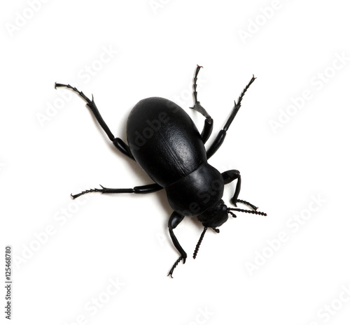 black beetle on white © Alekss