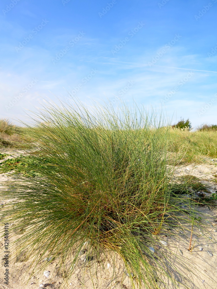 Dünengras am Meer Dünengras am Meer