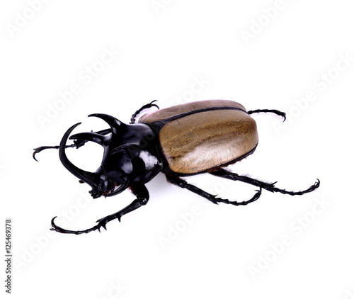 Hercules beetle, Unicorn beetle, Horn beetle on white background