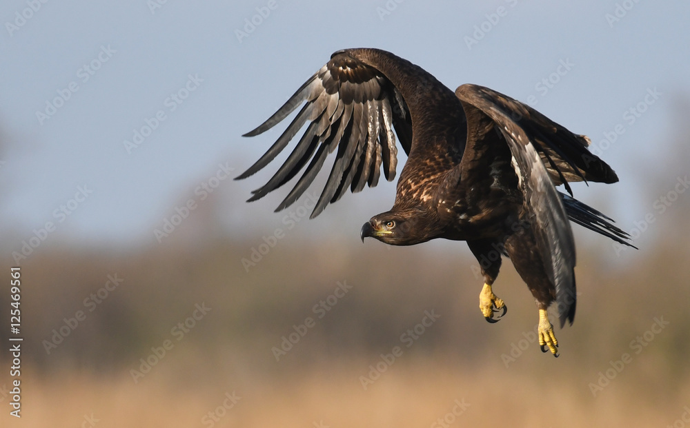 Fototapeta premium White tailed Eagle (Haliaeetus albicilla)