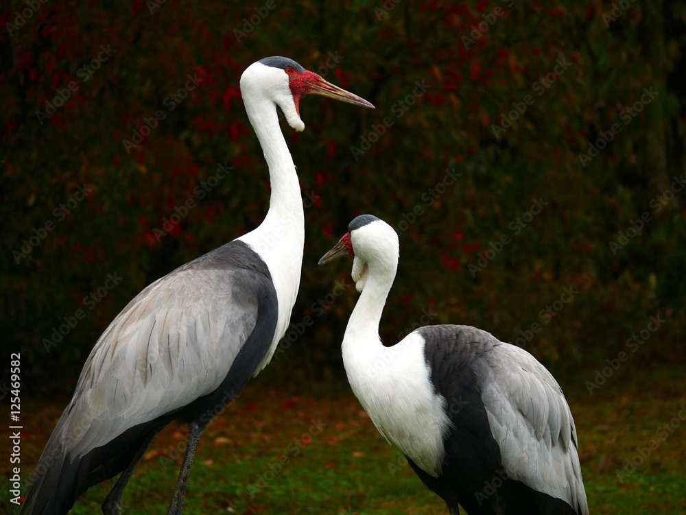 Fototapeta premium Oiseau échassier