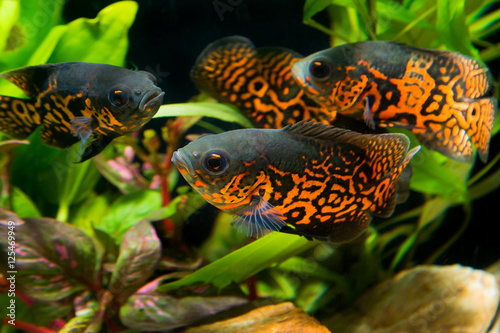 Canvas Print Oscar fish