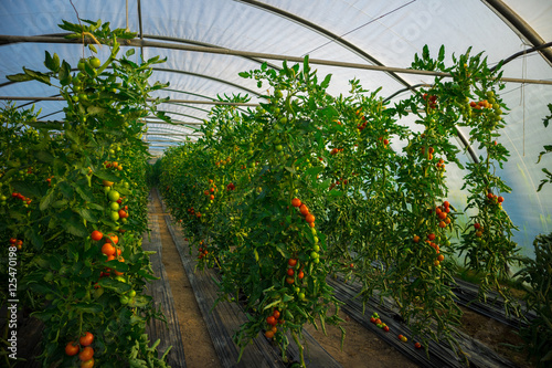 rote und gr  ne Tomaten in Gew  chshaus  Tomatenplantage in Pflanztunnel mit k  nstlicher Bew  sserung  Tomatenpflanzen teils mit reifen Fr  chten