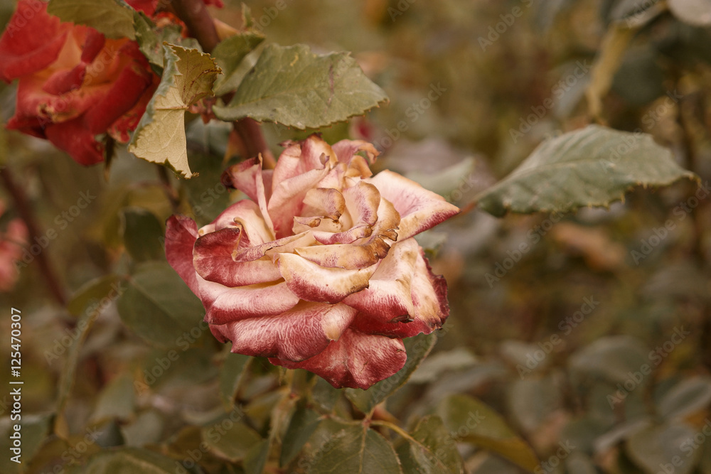 Red and creamy rose dying in autumn garden. Wilted rose. Sad fall mood.  Vintage low saturated colors. Copyspace. Selective focus Stock Photo |  Adobe Stock