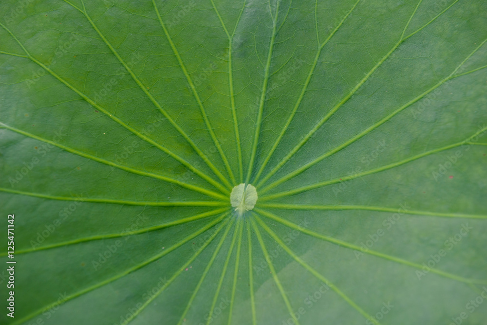 lotus leaf texture background lotus leaf texture background
