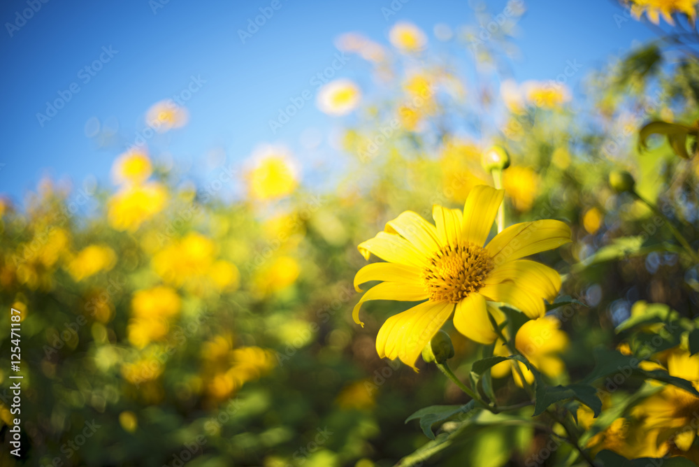 Obraz premium Beautiful flower, Mexican Sunflower field on the top of Mounain at Doi mae u kor , Maehongson Province, Northern of Thailand.
