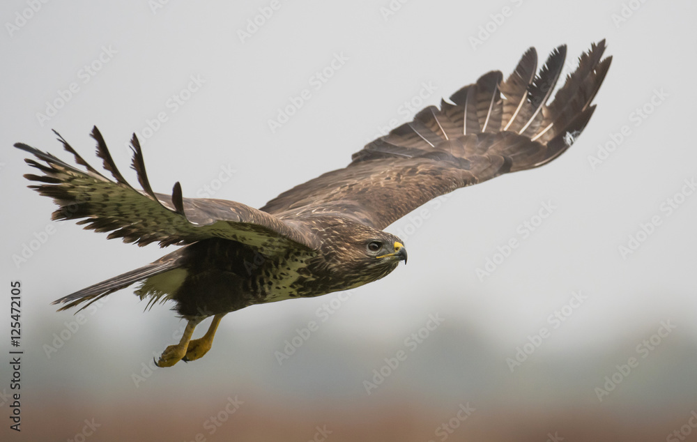 Obraz premium Common buzzard (Buteo buteo)