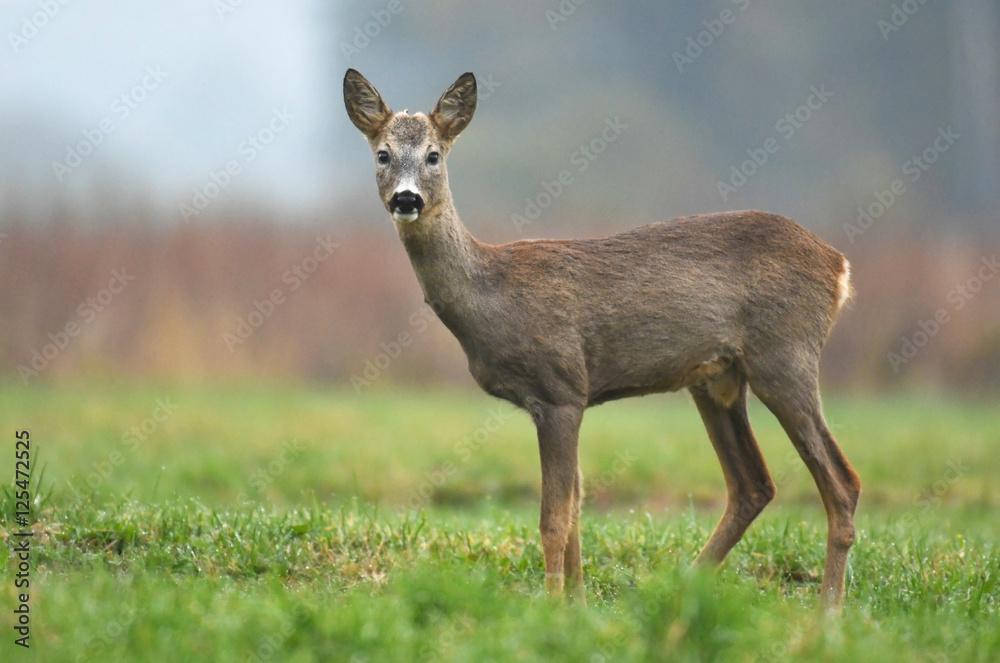 Obraz premium roe deer