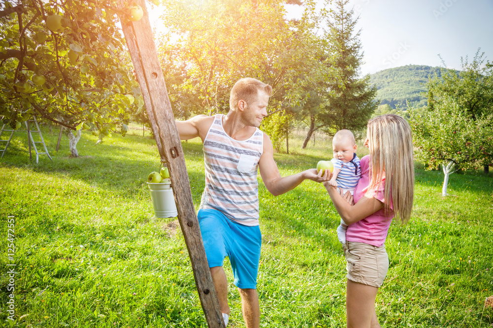 Fototapeta premium Young family picking apples from an apple tree