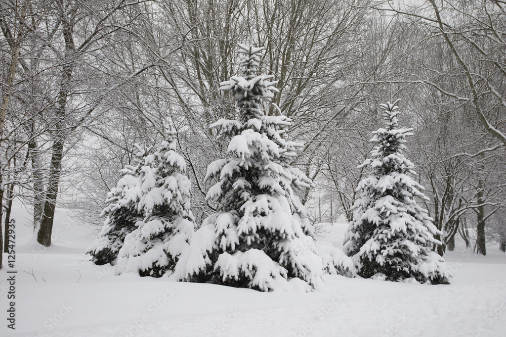 Fototapeta premium winter