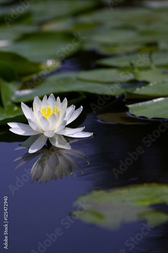 水鏡の睡蓮（water lily）