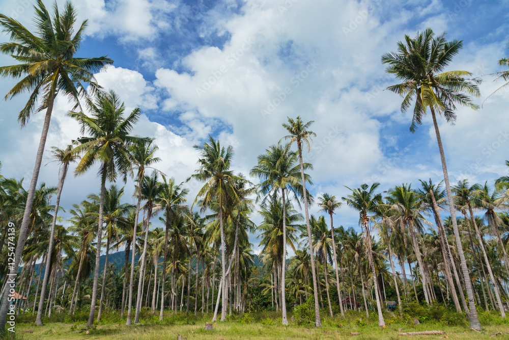 Coconut trees