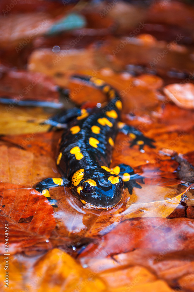 Fototapeta premium Fire Salamander at the autumn foliage in nature.