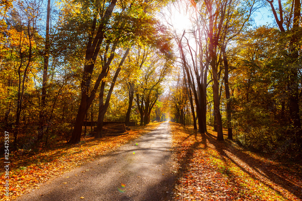 Herbstwald im Sonnenschein