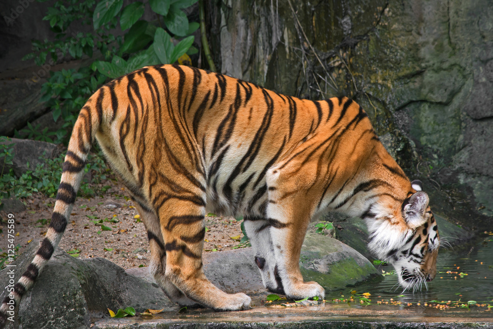 Tiger Tiger