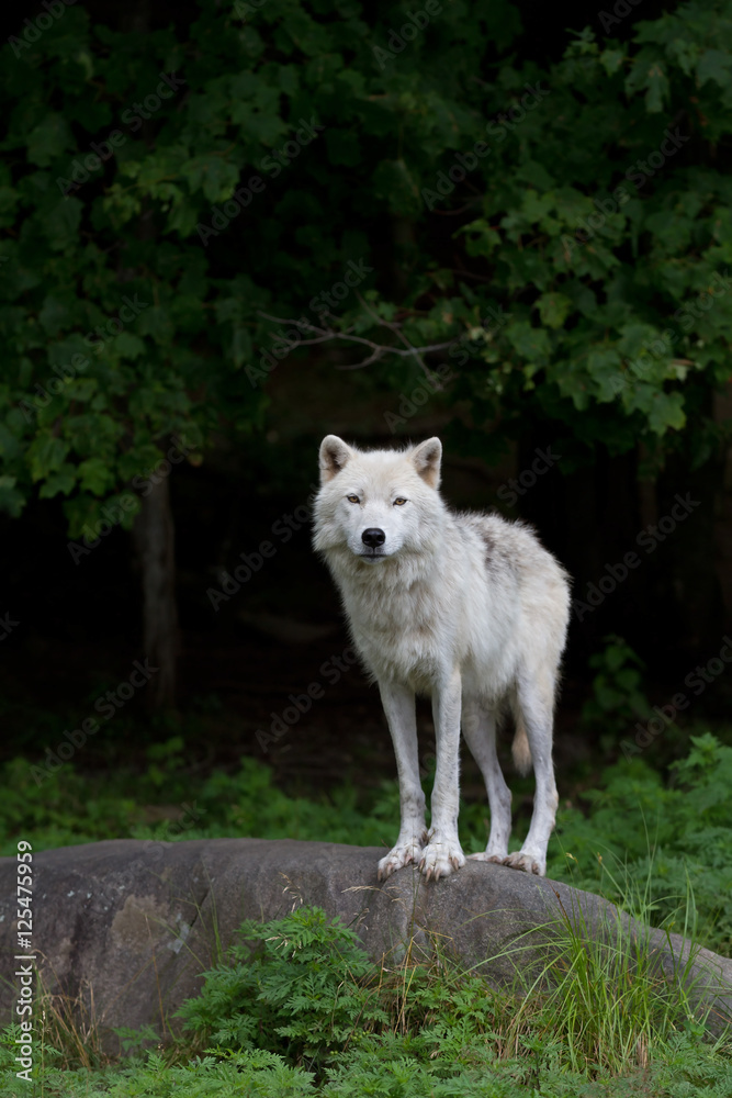 A lone Arctic wolf (Canis lupus arctos) standing on a rock in summer in Canada