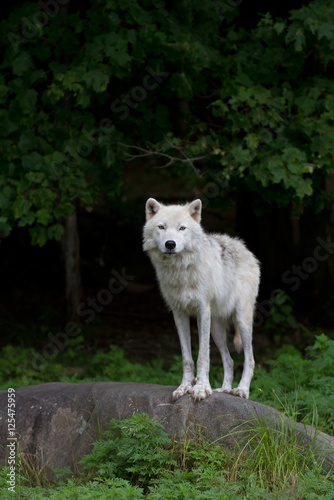 A lone Arctic wolf  Canis lupus arctos  standing on a rock in summer in Canada