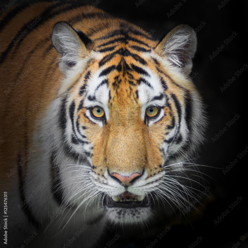 Tiger Tiger