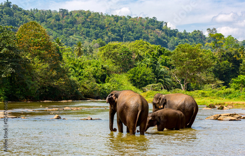 fanny elephants in jungle river © Pavlo Klymenko