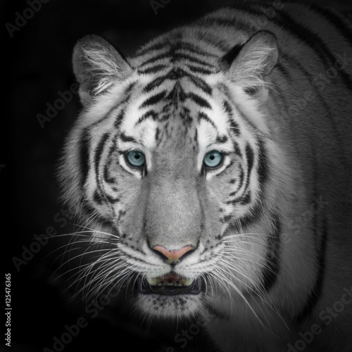 Photography White tiger
