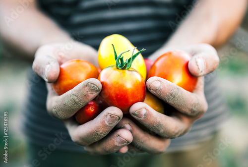 Farmer holding fresh tomatoes at sunset. Food, vegetables, agriculture