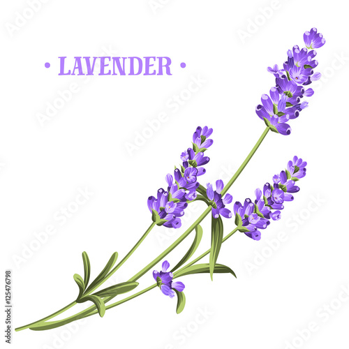 Bunch of lavender flowers on a white background. photo