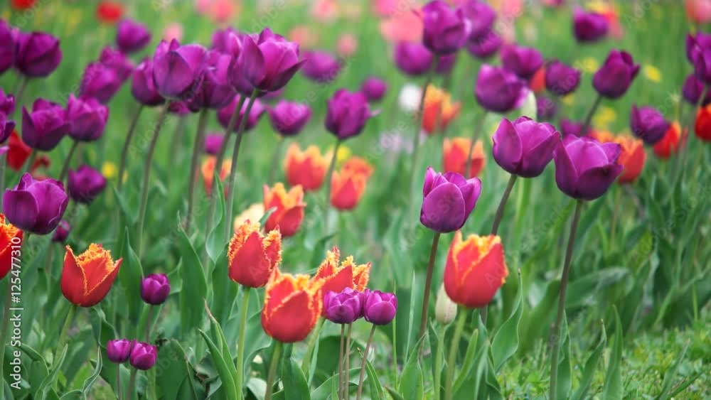 Field of spring flowers Field of spring flowers