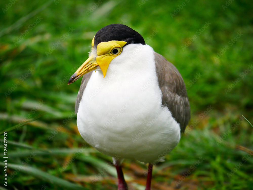 oiseau
oiseau