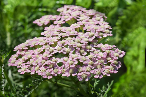Achillea millefolium Summer Pastels
