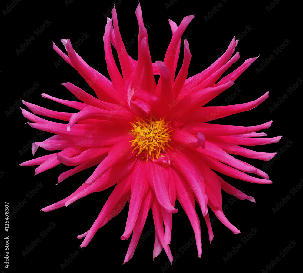pink flower on a black background isolated  with clipping path. Closeup. big shaggy autumn flower. Dahlia.