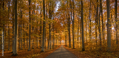 Country road surrounded by colorful beech wood in autumn
