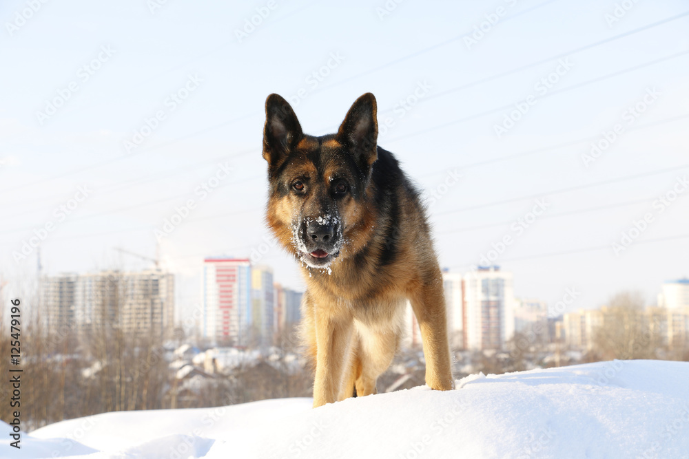 Dog german shepherd in a winter day Dog german shepherd in a winter day
