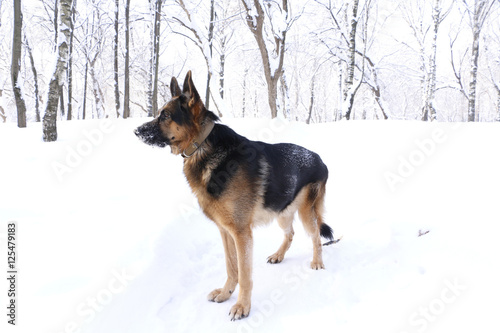 Dog german shepherd in a winter day