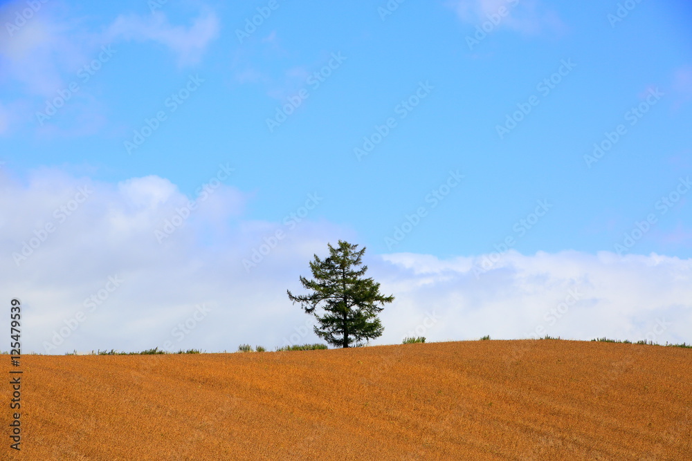 Obraz premium 北海道、美瑛の風景