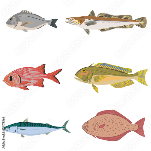 Vector set of difference kind of fish, river and sea food