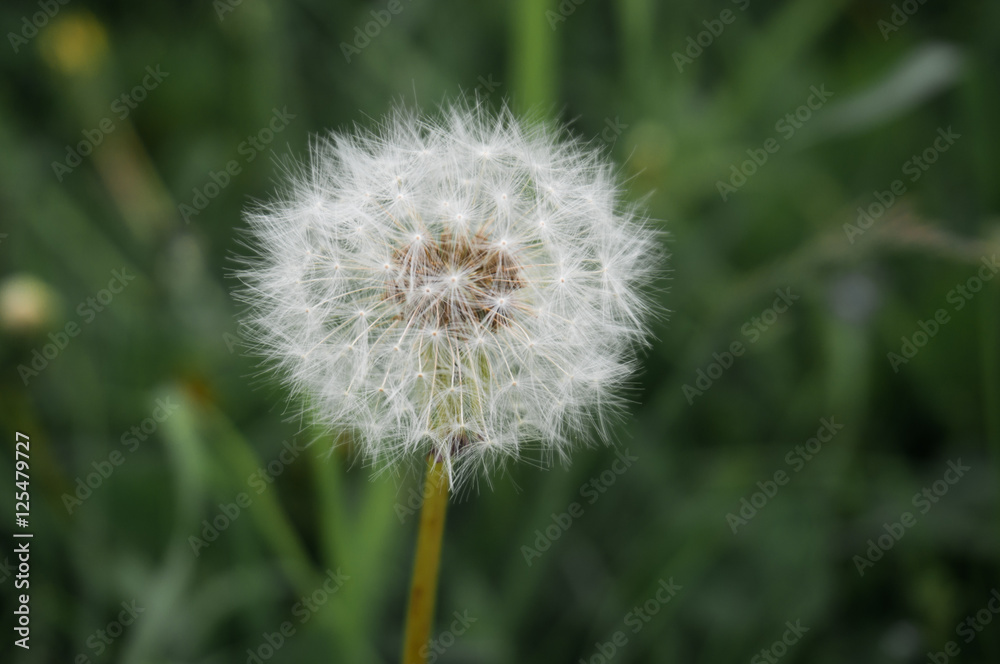 Blowball on green background