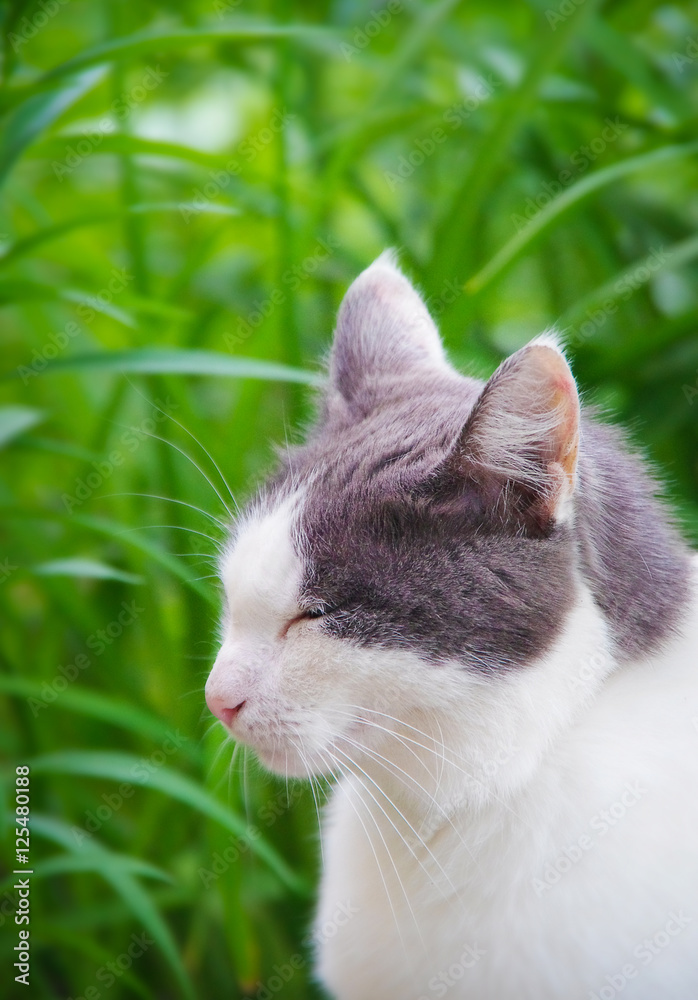 Fototapeta premium Street cat sitting in the grass
