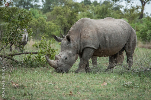 White rhino eating grass.